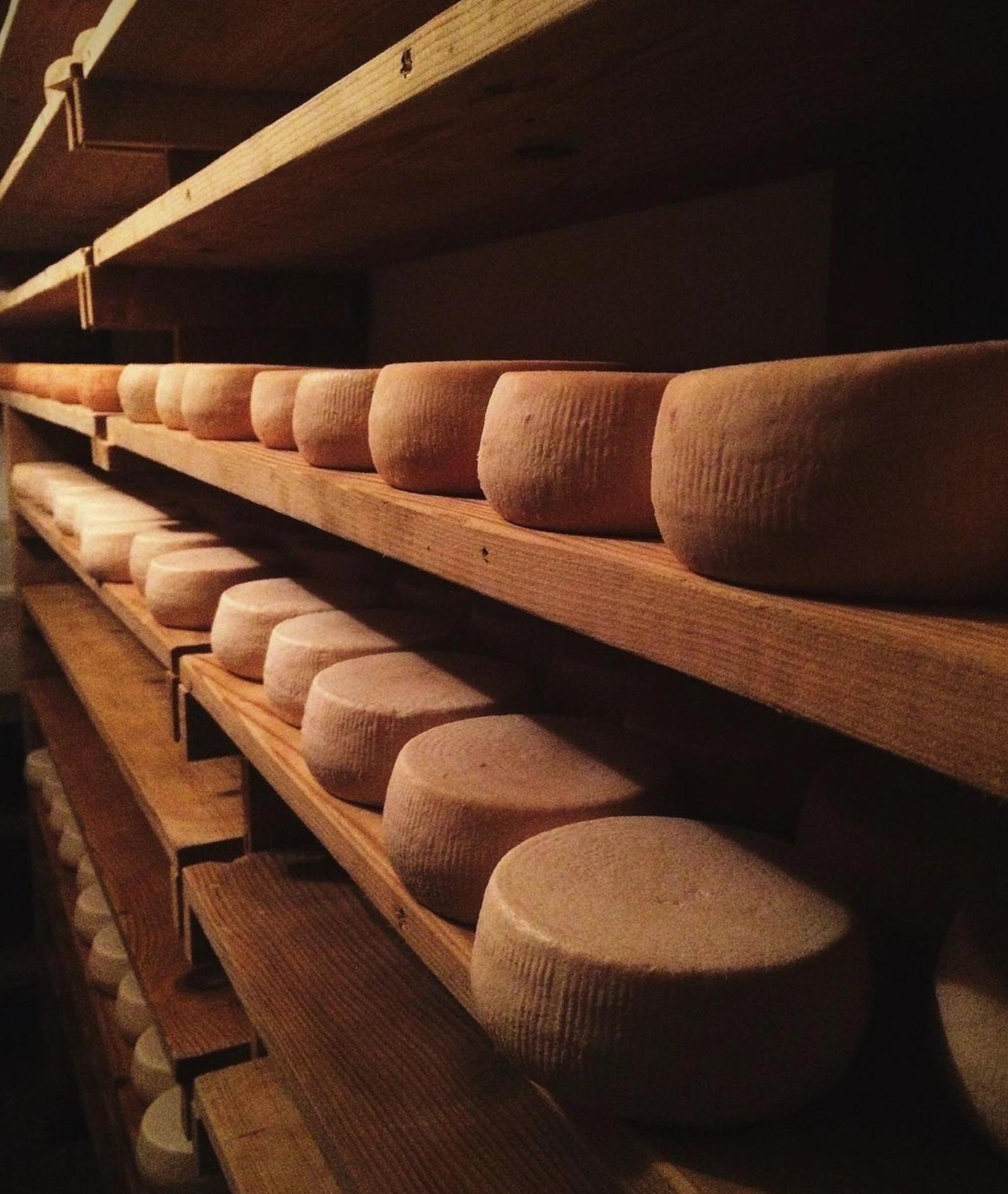 Fromages de chèvre aux Oliviers de Palombaggia en Corse-du-Sud.