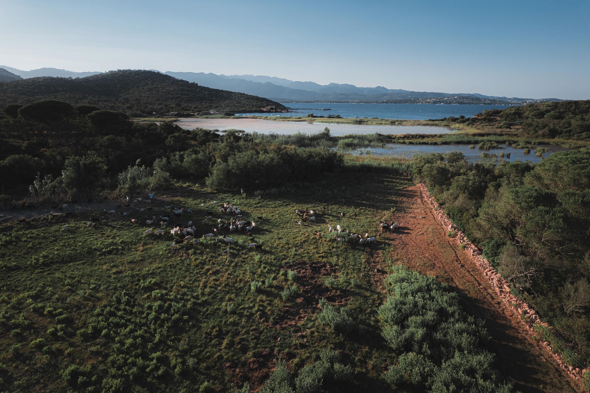Vue de drone d'animaux dans de grands espaces verts aux alentours des Oliviers de Palombaggia en Corse-du-Sud.