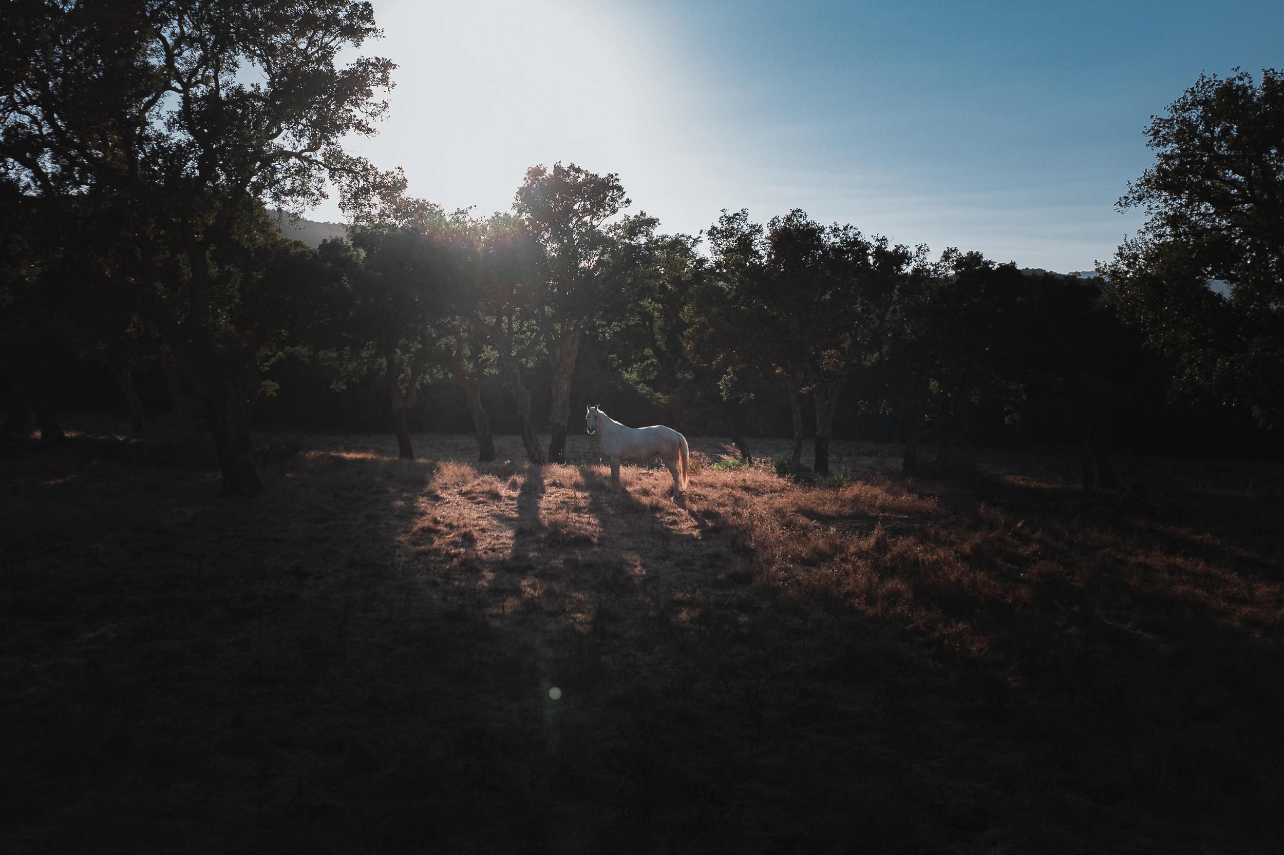 Espace vert avec un cheval aux alentours des Oliviers de Palombaggia en Corse-du-Sud.