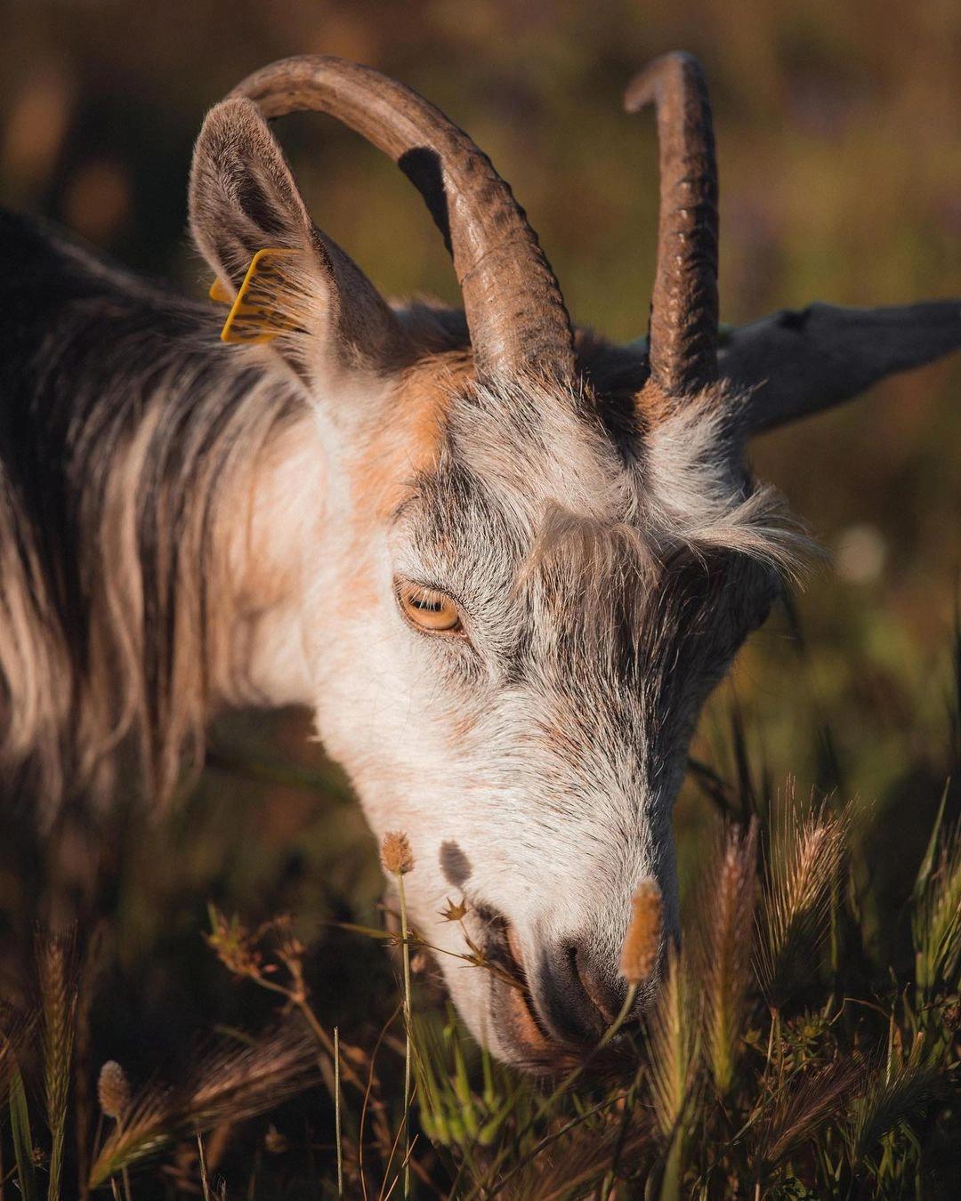 Elevage de chèvres au domaine des Oliviers à Palombaggia